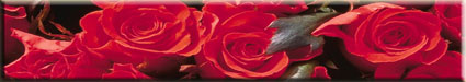 Red Roses