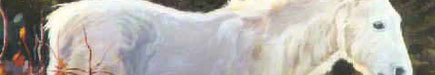 Animals Myspace Extended Network Banners