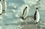 Funny Penguins