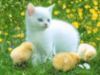 White cat and ducklings
