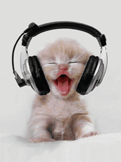 funny cat listening to music