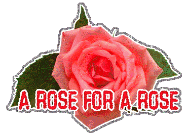 A rose for a rose