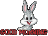 Good Morning Bunny