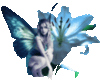 Blue Fairyflower