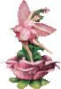 Fairyrose Pink