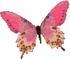 Pink leaf butterfly