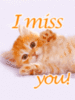 i miss you kitty
