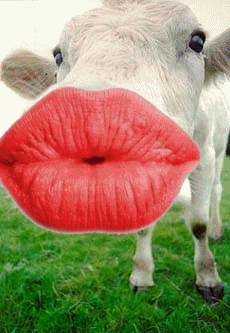 cow kiss
