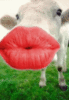 cow kiss