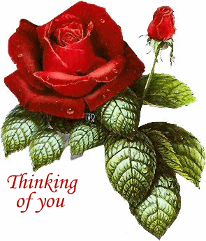 Thinking of you, red rose