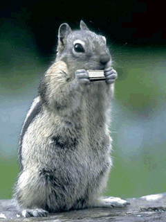 animal music squirrel