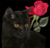 Black cat & rose
