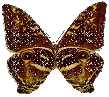 Glitter butterfly