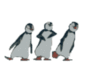 Funny dansing pingvins
