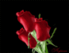 Valentine Heart & Roses