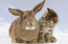 Funny cat and Rabbit