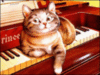 Funny cat on the Piano