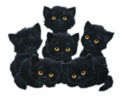 Cute Black Kittens