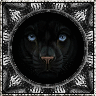 Black Puma