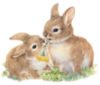 Cute Rabbits