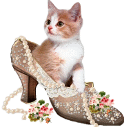 Kitten in the shoe