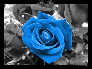 Nice Blue Rose