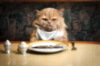 Dinner Cat