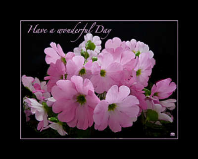 Have a Wonderful Day