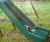 Kitten on a slider