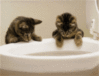 Funni Kitten putting Teddy Bears in the toilet