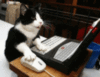 Cat playing computer game
