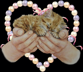 Cute Kitten ih Heart