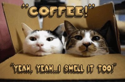 "COFFEE!" Yeah, yeah... I smell it too! Funny cats