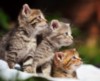 Cute Kittens