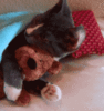 Cute Cat huging bear