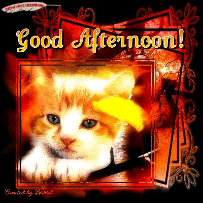 Good Afternoon cute kitten