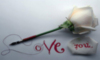 Love You White Rose