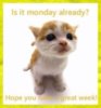 Is it Monday already? Hope you have a great week! Cute kitten