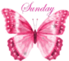 Sunday Pink Butterfly