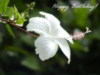 Happy Birthday! White flower 