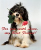 For you with Love, my best friend! Cute puppy wih red rose