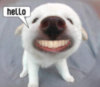 Hello Funny puppy