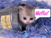 Hello Cute Kitten