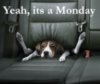 Yeah, its Monday Funny dog