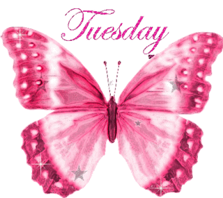 Tuesday butterfly