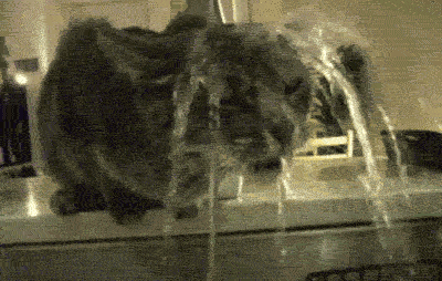Funny Thirsty Cat