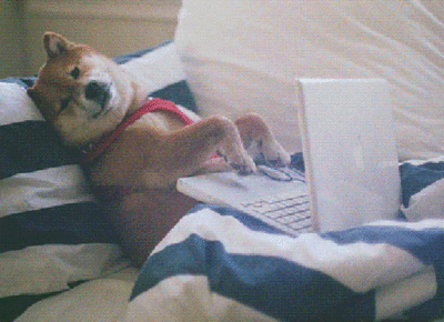 Funny dog with computer