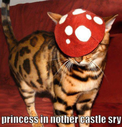 LOLCat: Princess in Nother Castle Sry