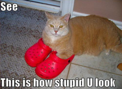 LOLCat: See. This is how stupid U look