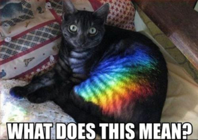 LOLCat: What Does This Mean? (Rainbow Cat)